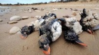 Gökyüzünden ölü kuşlar yağdı! Korkutan uyarı: Türkiye'ye hastalık taşıyabilir Haberi