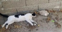 Hiç mi vicdanınız sızlamadı? Çanakkale'de çok sayıda kedi zehirlenerek öldürüldü