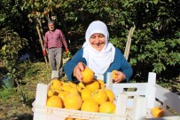 Elma Diyari Amasya'nin 'Yeni Sari Altini' Cennet Hurmasi