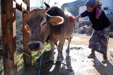 Kara Kazanda Isittiklari Sularla Inekleri Bebek Gibi Yikiyorlar