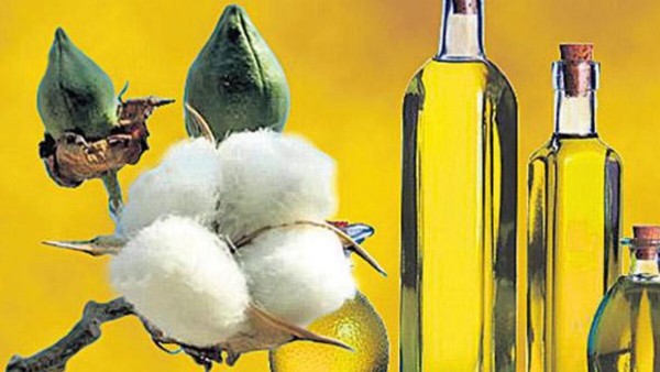 Pamuk Yağı Faydaları Nelerdir? Pamuk Yağı Ne İşe Yarar?
