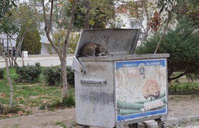 Turgutlu'da Kedi Vahseti