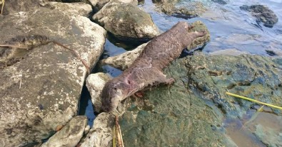 Fethiye’de denizde vahşet! Su samuru tüfekle öldürüldü
