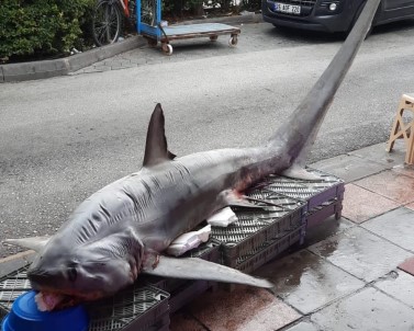 Pazarda Dev Köpek Baligina Yogun Ilgi