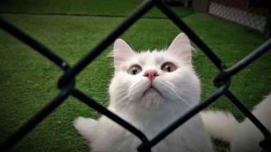 Van Kedileri Kisa Hazir