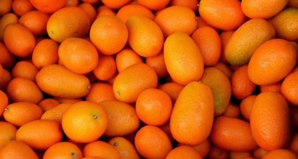 Kamkat Faydaları Nelerdir? Kamkat Ne İşe Yarar?