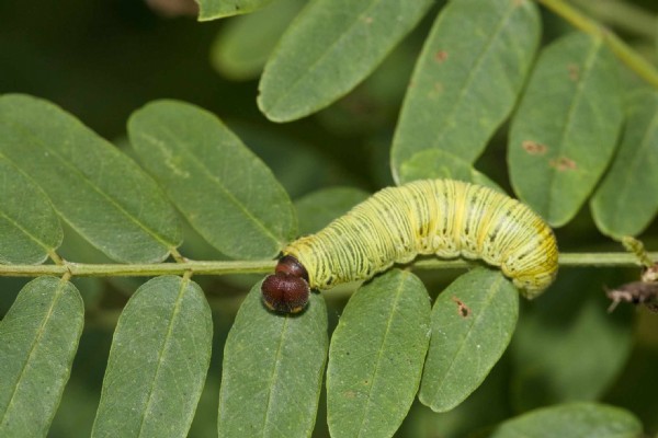 larva nasil bulasir muslume nin uzerindeki larvalar nereden geldi