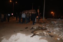 Diyarbakir'da Otomobil Sürüye Çarpti Açiklamasi 4 Koyun Telef Oldu