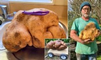 Yeni Zelanda'da bahçeden 7.8 kiloluk patates çıktı