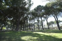 Aydin'da 8 Milyon Fidan Dikilecek