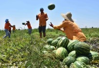 Çiftçilik Egitimi Alan Hükümlüler Tarimsal Üretime Katki Sagliyor