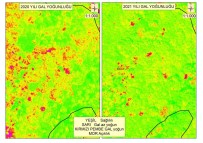 Gal Arisi Ile Mücadele Sonuç Verdi