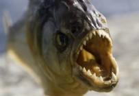 Korkunç olay! Arı sürüsünden kaçmak istedi piranalara yem oldu