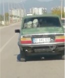Otomobilin Arka Koltuguna Bir Degil Iki Dana Oturttu