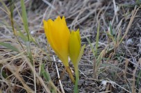 Yilin Son Nergisleri Çiçek Açti