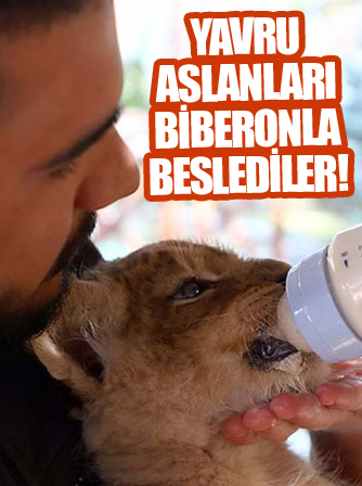 Ankara'da annelerinin sütü kestiği yavru aslanlara bakıcılar sahip çıktı
