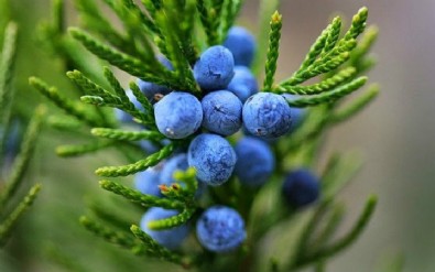 Ardıç Faydaları Nelerdir? Ardıç Neye İyi Gelir?