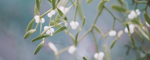Ökse Otu Nedir? Ökse Otu Ne İşe Yarar?