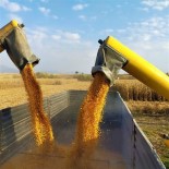 Misir Çiftçinin Yüzünü Güldürdü