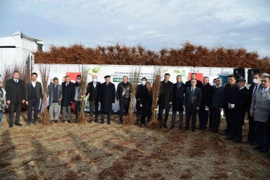 Egil'de Çiftçilere 180 Bin Badem, Fistik Ve Ceviz Fidani Dagitildi