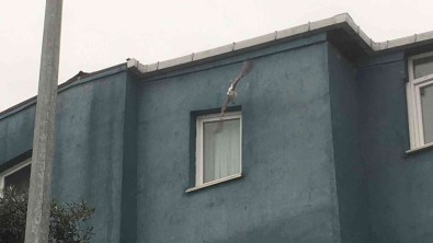 Elektrik Tellerine Takilan Marti Kurtarildi