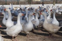 Kaz Yetistiriciligi Ile Üretim Saglanarak Sehirlere Göç Engellenecek