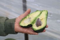 Korona Virüs Avokado Üretimini Arttirdi, Üretici Talebe Yetisemiyor