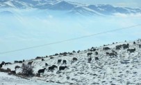 Koyunlar Karla Kapli Yaylalarda Otlanmaya Devam Ediyor
