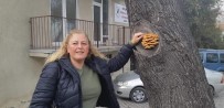Kütahya'da Bir Agacin Gövdesinde Çikan Mantarlar Sasirtti