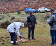 Kütahya'da Köpeklerin Ve Yaban Hayvanlarinin Zehirlenmesiyle Ilgili Inceleme Baslatildi