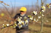 Mevsimi Sasiran Erik Agaçlari Aralik'ta Çiçek Açti