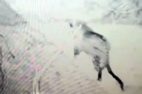 Nesli tükendi sanılıyordu! Iğdır'da leopar görüntülendi: Müjdeli bir haber