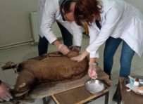 Yarali Halde Bulunan Yaban Keçisi Korumaya Alindi