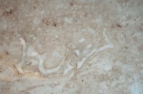 195 Milyon Yillik Mermerde 'Bismillah' Yazisi