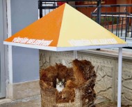 Hamile Kediye Belediye Isçileri Sahip Çikti