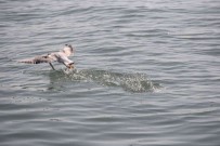 Martilarin Balik Avi