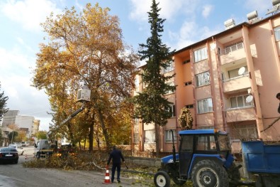 Mevsimsel Budama Çalismalari Sürüyor