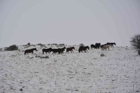 (ÖZEL) Kar Altinda Yem Arayan Yilki Atlarini IHA Görüntüledi