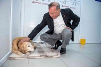 Seyhan'da 4 Bin Sokak Hayvani Kisirlastirildi