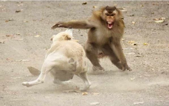 Maymunların intikamı ağır oldu! 1 maymuna karşı 250 köpek yavrusu...