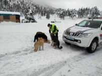 Kar Yagisinda Etkilenen Hayvanlarin Yardimina Jandarma Kostu