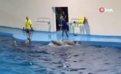 Rusya'da Bir Egitmen Komutlara Uymayan Yunusa Siddet Uygulandi