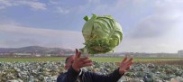 50 Kilogramlik Lahana Üretti, Ukrayna Ve Belçika'dan Alici Buluyor