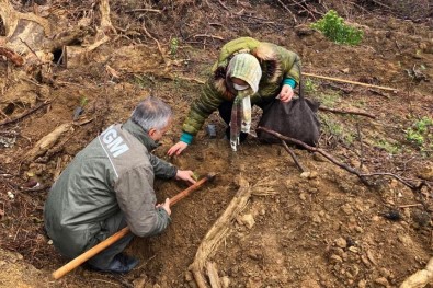 Bandirma'ya 5 Bin Fidanlik Hatira Ormani