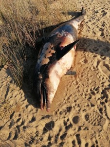 Erdek'te Tüfekle Vurulmus Yunus Karaya Vurdu