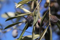 'Hurma Zeytin'In Hasadi Basladi