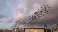 Maltepe'de Sigircik Kuslarinin Essiz Dansi Görenleri Büyüledi