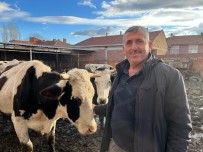 (ÖZEL) Üreticiler Çig Süte Gelen Fiyat Artisindan Memnun