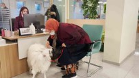 Sahibiyle Birlikte Vergi Yatirmaya Gelen Sevimli Keçi Ilgi Odagi Oldu