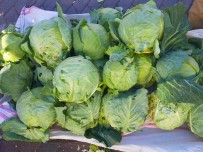 Tescillenmesi Istenen Alucra Lahanasi Üreticinin Yüzünü Güldürdü